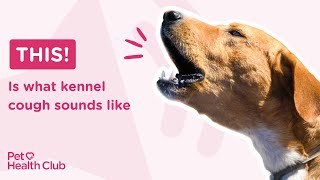 What is kennel cough and what does is sound like Get the facts [upl. by Henni]