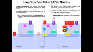 Mechanism of LongTerm Potentiation of Synapses [upl. by Akehsar36]