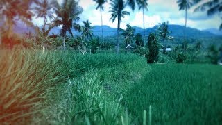 Romantic Clip Paddy Plants Farmlands Scenery [upl. by Kress]