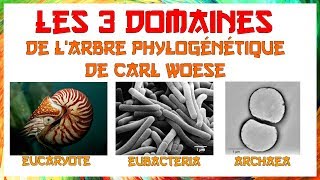 Les 3 domaines phylogénétiques de Woese [upl. by Iggep]