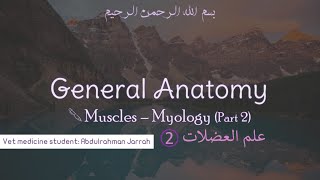 General Anatomy  Vet Medicine  Myology Part 2  1st Term شرح بالعربي [upl. by Attoynek]