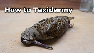 How to Taxidermy a Woodcock [upl. by Okajima]