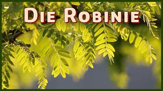 Die Robinie  Baum der Zukunft Rettung für den Wald Robinia pseudoacacia [upl. by Moira335]