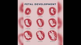 The incredible Fetal Development healthy science humananatomy [upl. by Areema]