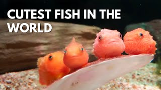 The Lumpfish Most Adorable Fish Ever With BuiltIn Suction Cup [upl. by Olegnaed]