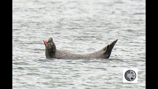 Cri du phoque communSound of the Harbor Seal [upl. by Kylstra516]