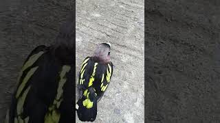 pelepasan manuk tengkek kasihan kalau dampe ada dalam sangkar [upl. by Oluas]