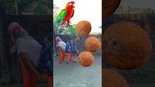 Rounding coconuts to Parrot Pigeon Peacock amp Duck  Birds names magic video [upl. by Odranreb]