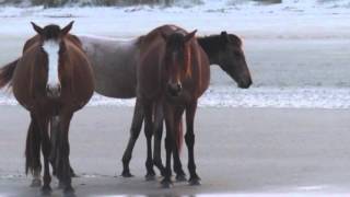 The Wild Horses of Cumberland [upl. by Romalda]