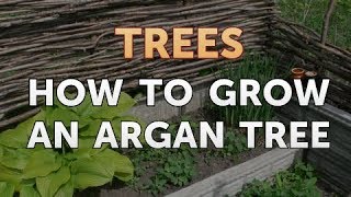 How to Grow an Argan Tree [upl. by Cioban]