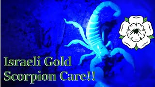 Scorpio maurus Israeli Gold Scorpion Care Guide [upl. by Malva145]