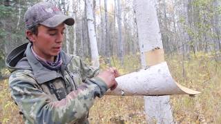 Moose Call  Building a Birch Bark Call [upl. by Hornstein847]