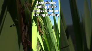 Praying Mantises Masters of Stealth and Deadly Precision PrayingMantis insects Wildlife Nature [upl. by Madriene]