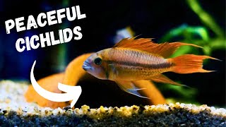 TOP 5 Peaceful Cichlids For Your Aquarium [upl. by Aldora]