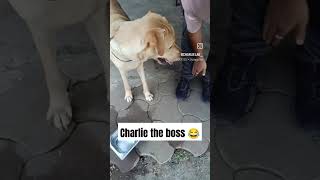 Sahi bat hai 🤣 trandingshorts labradog dogbreed shorts labrador pets funnydog funnylabrador [upl. by Yatzeck]