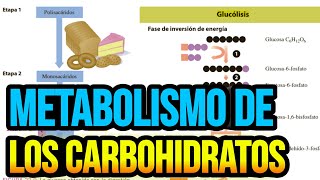 Metabolismo de los carbohidratos [upl. by Ilera]