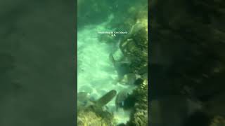 Snorkeling in Cíes Islands a musthave experience  Galicia Spain [upl. by Cacie]