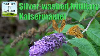 Kaisermantel Argynnis paphia Silverwashed fritillary [upl. by Queen]