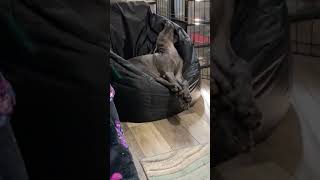 CUTE Dogs sleeping position What do they mean shorts BALOO the Weimaraner [upl. by Benco]