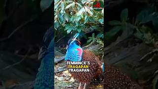 quotTemmincks Tragopan The Majestic Pheasant of the Eastern Himalayasquot one off the beautiful birds [upl. by Nebe]