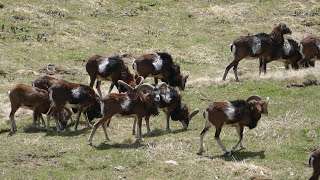 Mouflons Chartreuse [upl. by Aber351]