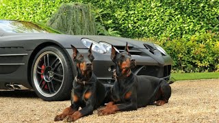 Doberman Pinscher  The Best Guard Dog [upl. by Allehcram229]