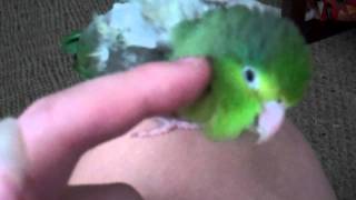 Parrotlet Demands Pets [upl. by Navis465]