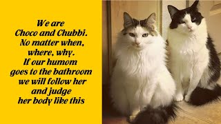 50 Times Funny Cats Were Publicly Shamed For Their Hilariously Horrible Crimes 22 [upl. by Wynny]