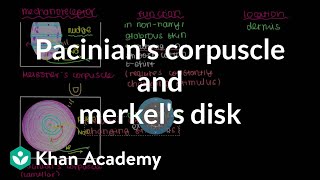 Pacinians Corpuscle and Merkels Disk  Integumentary system physiology  NCLEXRN  Khan Academy [upl. by Anolla]