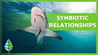 What is SYMBIOSIS 🐠🦐 Mutualism Commensalism Parasitism  EXAMPLES 🐦 [upl. by Snowber]