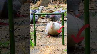 Amazing pigeon trap  How to make bird trap use bamboo shorts [upl. by Naehgem]