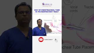 Respiratory Tract Anatomy part 2 RespiratoryAnatomy LungAnatomy BreathingBasics AirwayAnatomy [upl. by Tenom]