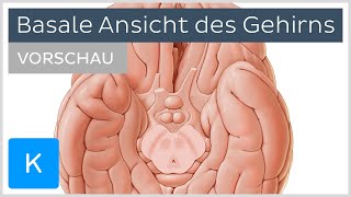 Basale Ansicht des Gehirns Vorschau  Anatomie des Menschen  Kenhub [upl. by Skiba428]