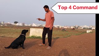 How to Teach top 4 commands to a dog Part1dog viral dogs videos [upl. by Notlad562]