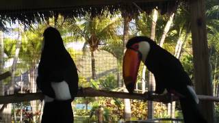 A Toco Toucan Courtship [upl. by Ellenij150]