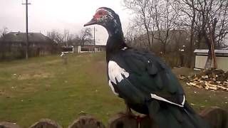 Muscovy ducks [upl. by Agan]