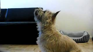 Toro the Cairn Terrier Shows Off his Tricks [upl. by Madelina]