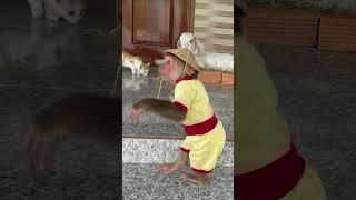 monkey cutis jokes you goat funnyshortsvideo babymonkeycutis [upl. by Dnilazor795]