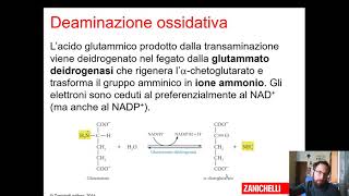 Metabolismo delle proteine e amminoacidi [upl. by Adis936]