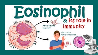 Eosinophils Eosinophil and its role in immunity  What causes high eosinophil  Eosinophilia [upl. by Aindrea418]