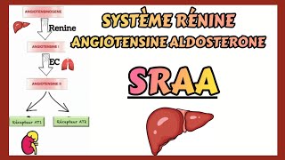 Le SYSTÈME RÉNINE ANGIOTENSINE ALDOSTERONE expliqué très clairement [upl. by Daile]