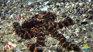 Muck Diving in Lembeh Strait Episode 24 [upl. by Richer]