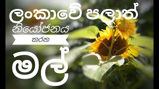 Sri Lankan Provinces Flowers  ශ්‍රී ලංකාවේ පළාත් නියෝජනය කරන පුෂ්ප [upl. by Yedorb828]