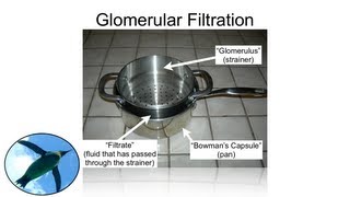 The Nephron Glomerular Filtration [upl. by Con452]