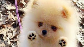 Cutest Pomeranian Puppies Compilation [upl. by Idner646]