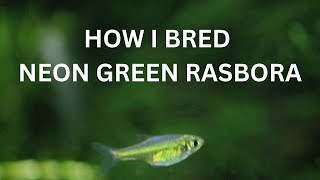 How I Bred Neon Green Rasbora Green Kubotai Rasbora [upl. by Hsemar512]