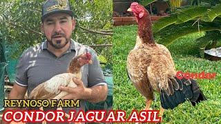 Condor Jaguar Asil  Beautiful Show Birds Reynoso Farm [upl. by Sinne]