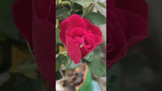 flowers gardenbeauty nature lovinggarden bollywoodmusic rose [upl. by Hume]