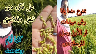 الأرز وصل عندك المرحلة دى يبقى كده شكرا وممنوع رش أى مبيد لأنه مش هيفيد الأرز وقد اقترب الحصاد [upl. by Retsof]