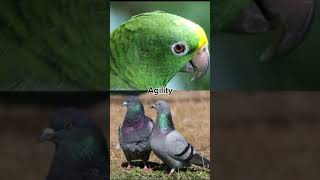 Yellow crowned amazon vs rock pigeon brosuiii amazonparrots pigeon [upl. by Old813]